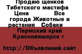 Продаю щенков Тибетского мастифа › Цена ­ 45 000 - Все города Животные и растения » Собаки   . Пермский край,Красновишерск г.